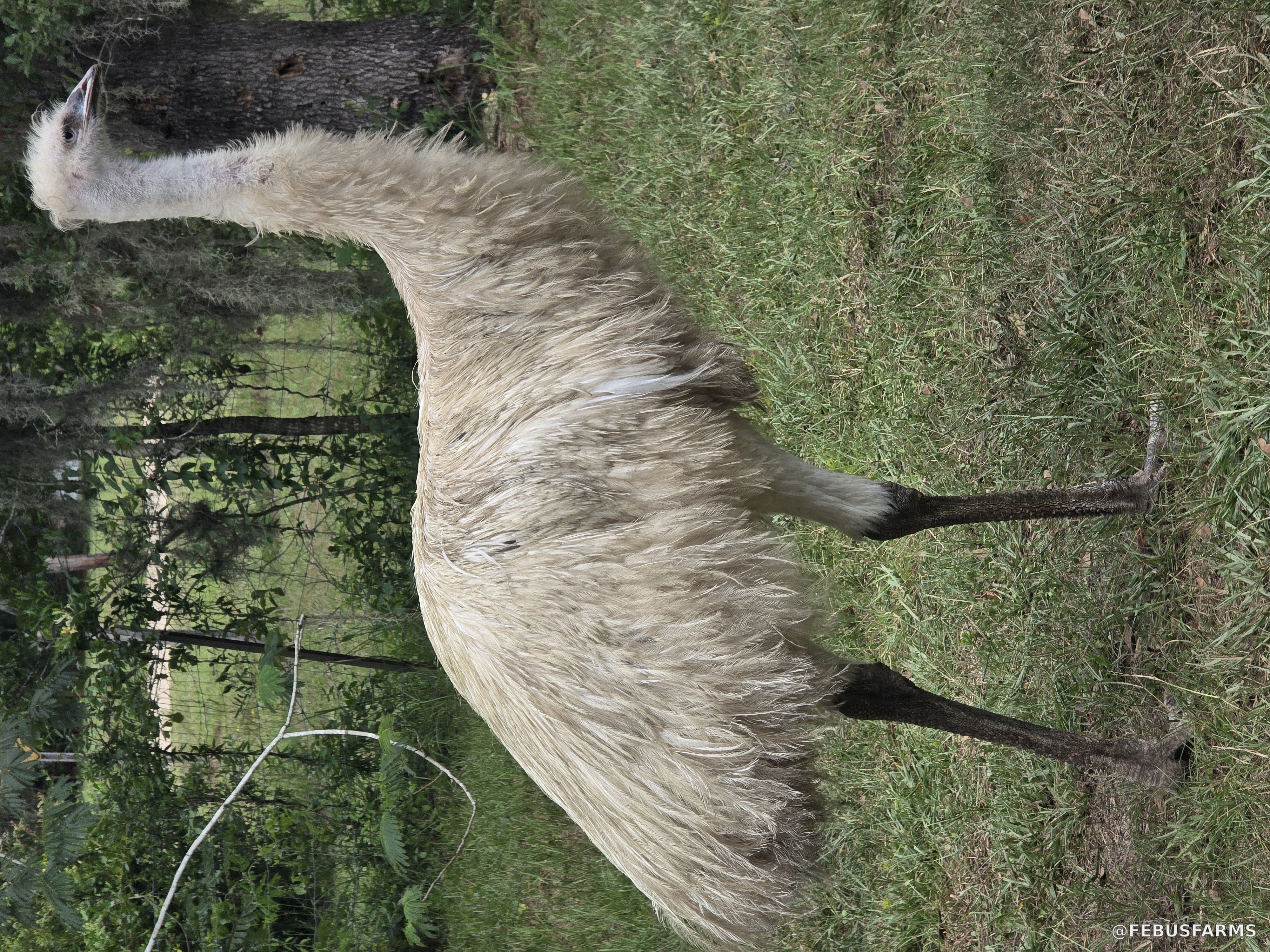 Rare pale-color emu at FEBUS Farms