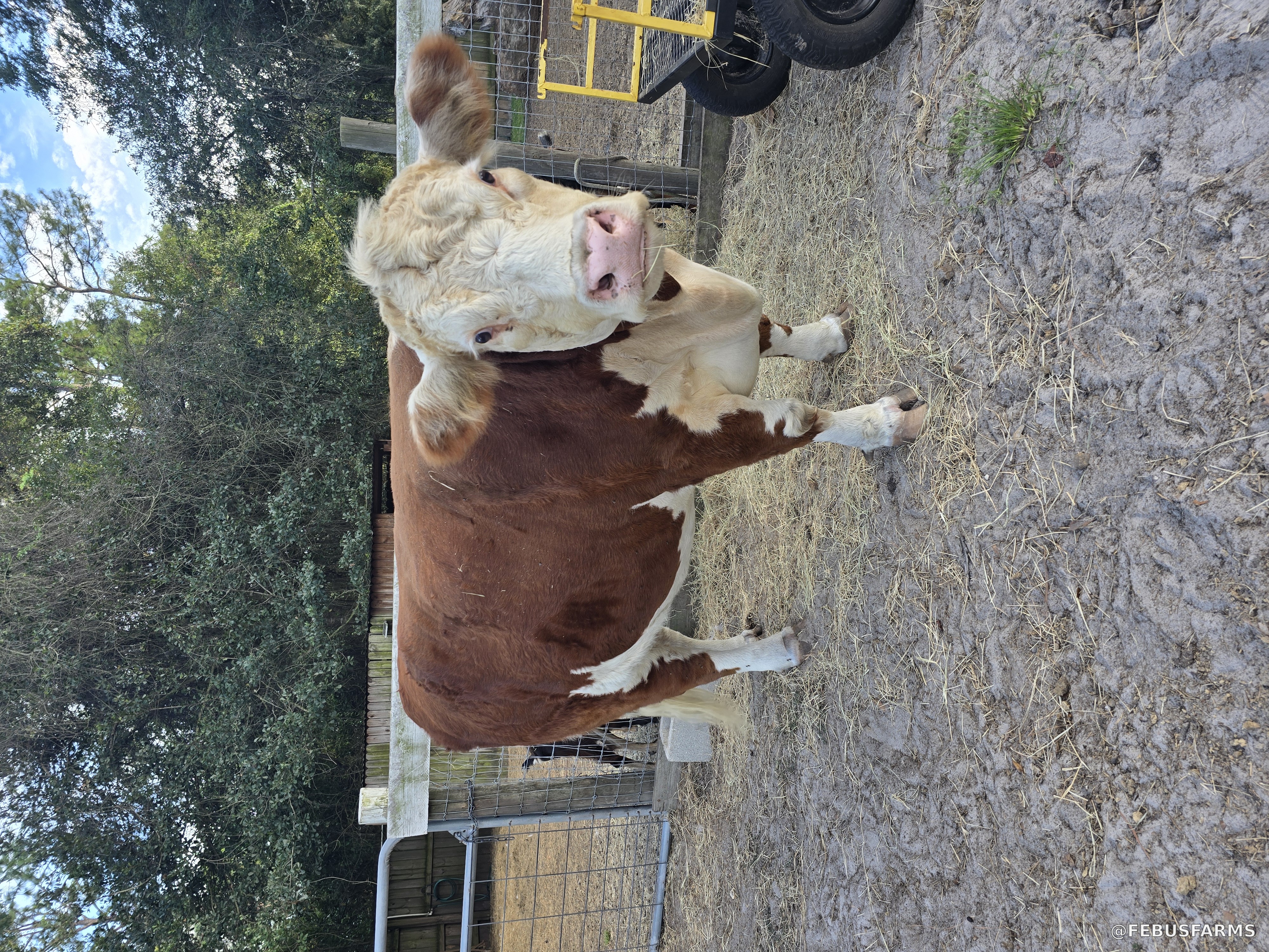 Four-year-old Mini Hereford female at FEBUS Farms
